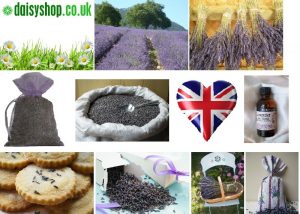 buy dried lavender products