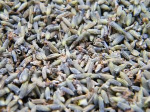 dried  lavender flowers