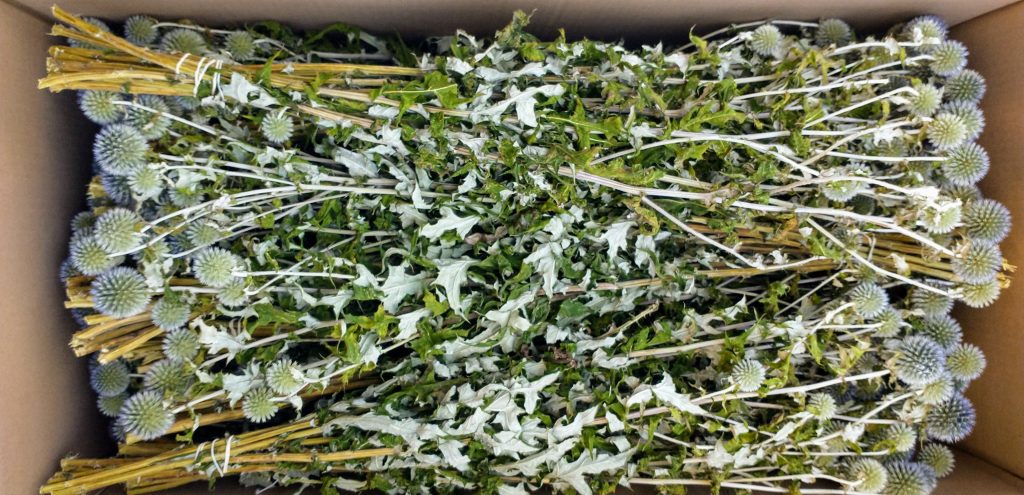 echinops bunch wholesale dried