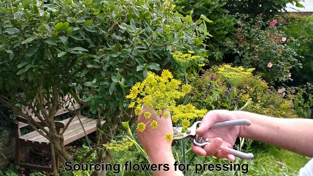 pressing blooms