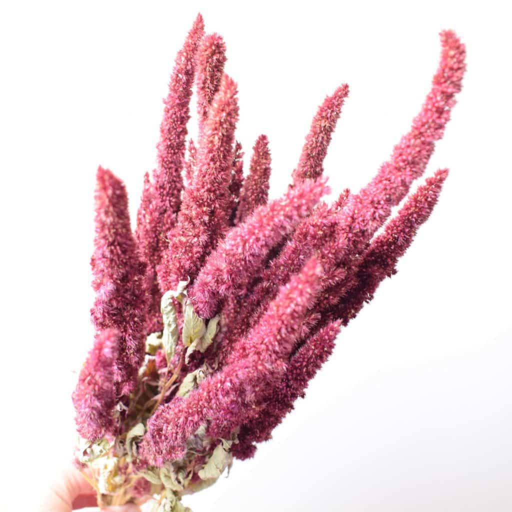 dried amaranth red