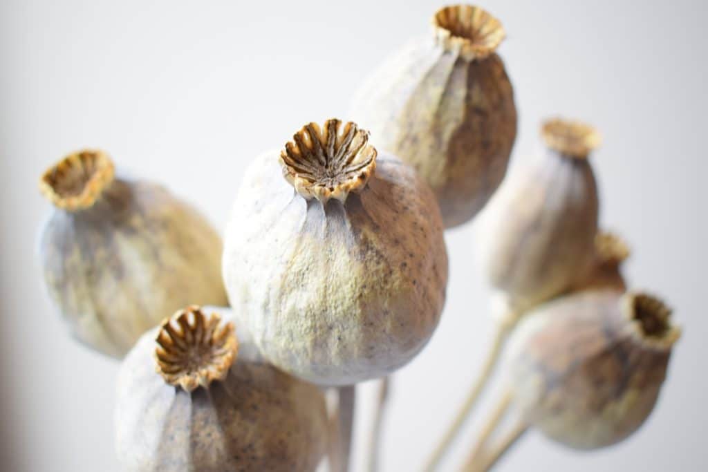 poppy seed heads