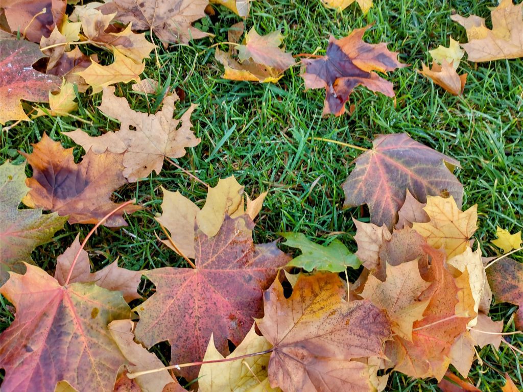 autumn foliage