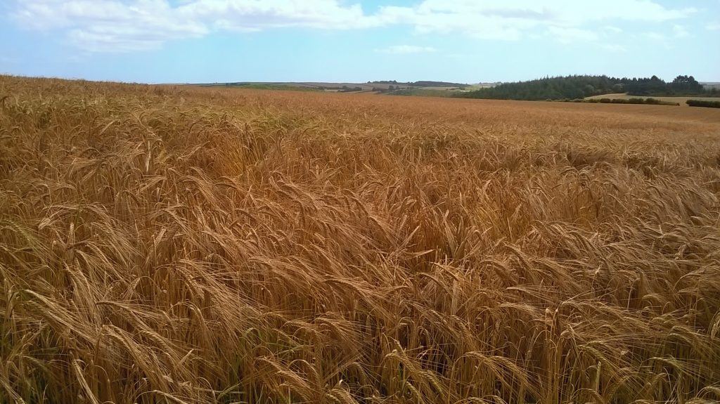 barley field
