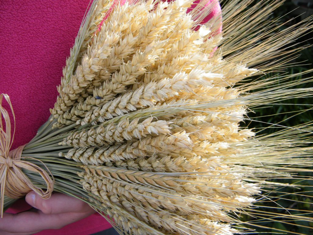 holding wheat barley bouquet