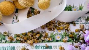 daisy gifts ltd dried flowers UK
