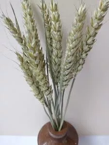 display dried flowers