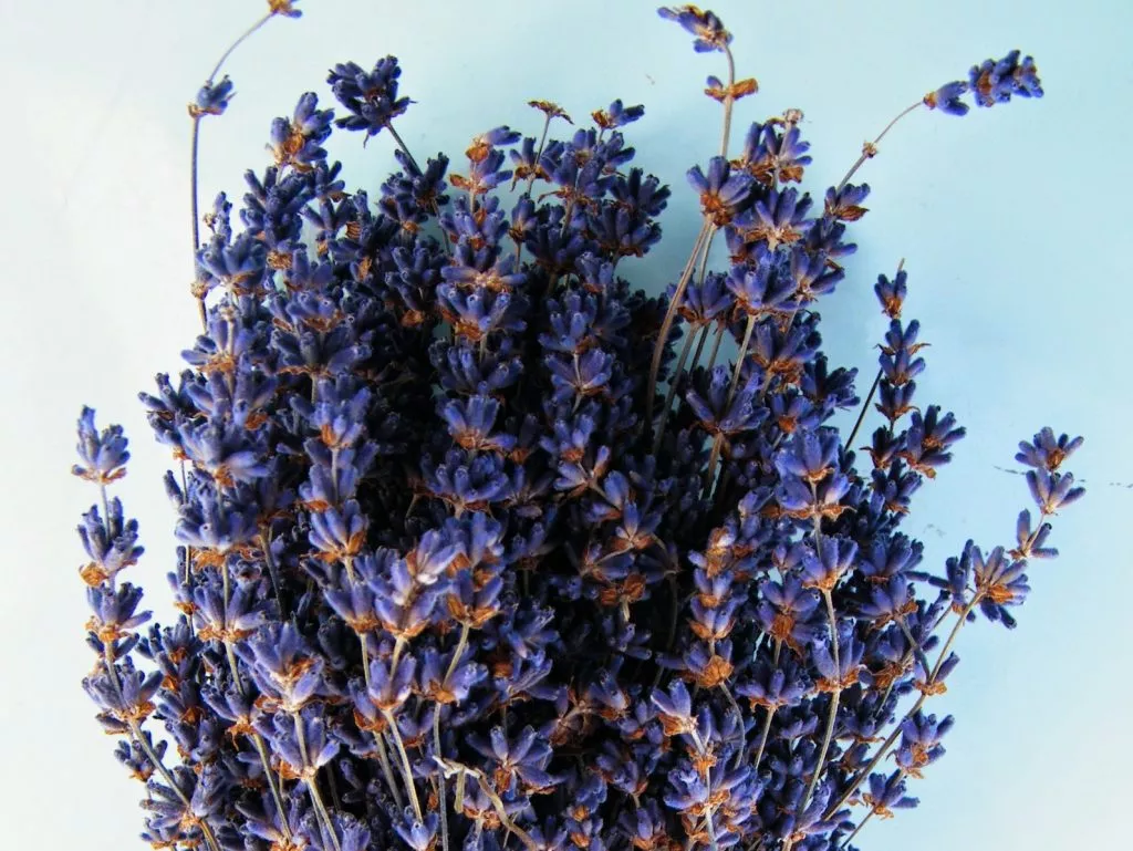 dried lavender bunch mid blue