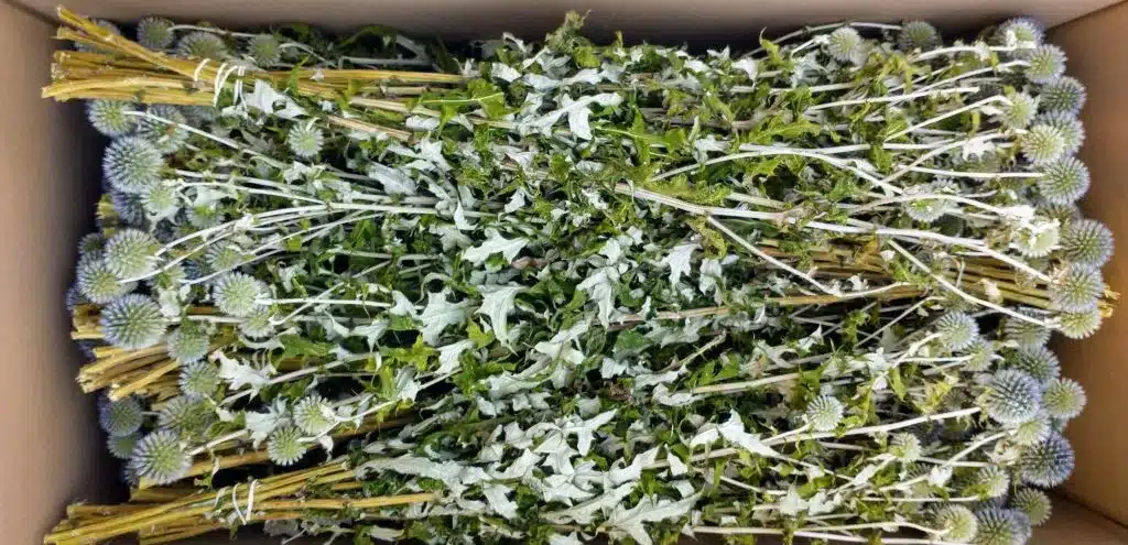 echinops bunch wholesale dried