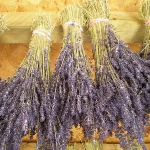 wholesale dried flowers lavender bunches drying