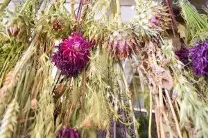 making dried flowers grasses
