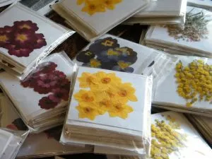 pressed flowers care