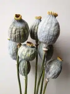 buy poppy seed heads bunch large