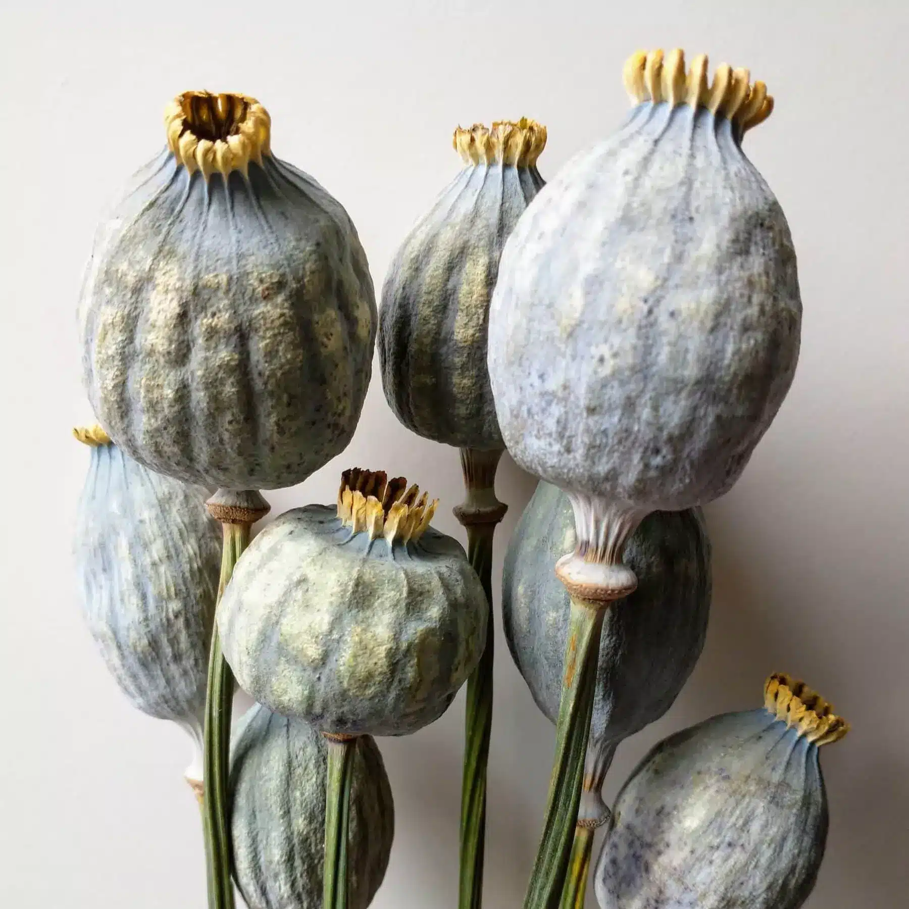 buy poppy seed heads bunch