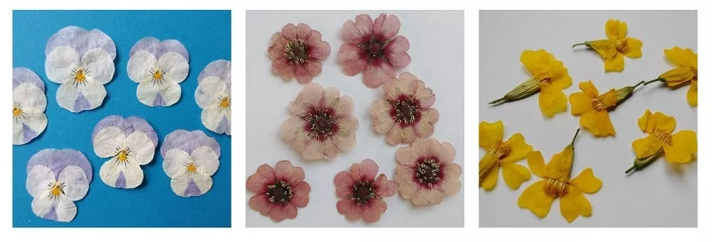 buy pressed flowers dried in uk