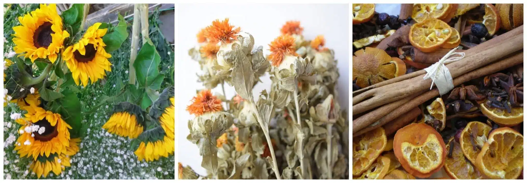 dried flowers through the seasons