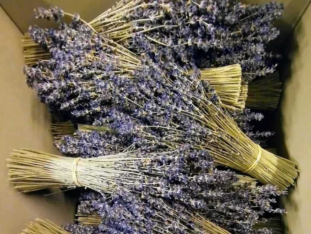 lavender bunch blue box