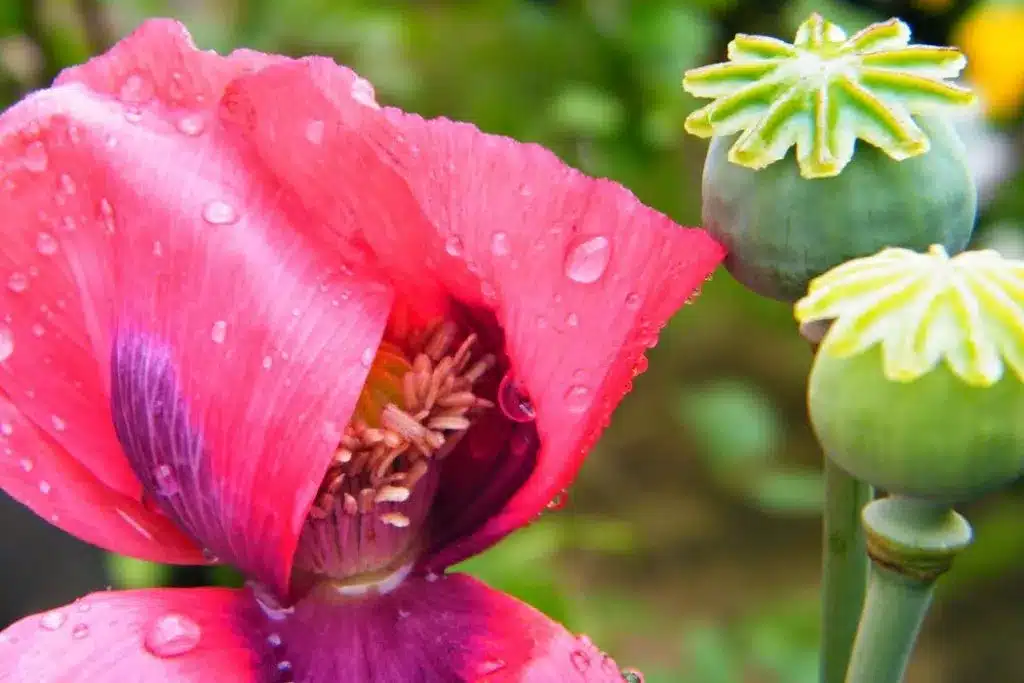 poppy petals seed heads