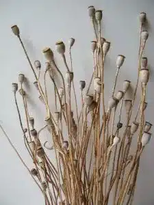 dried poppy stems small