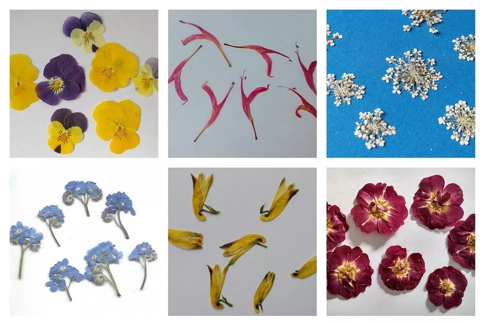 uk pressed flowers natural dried