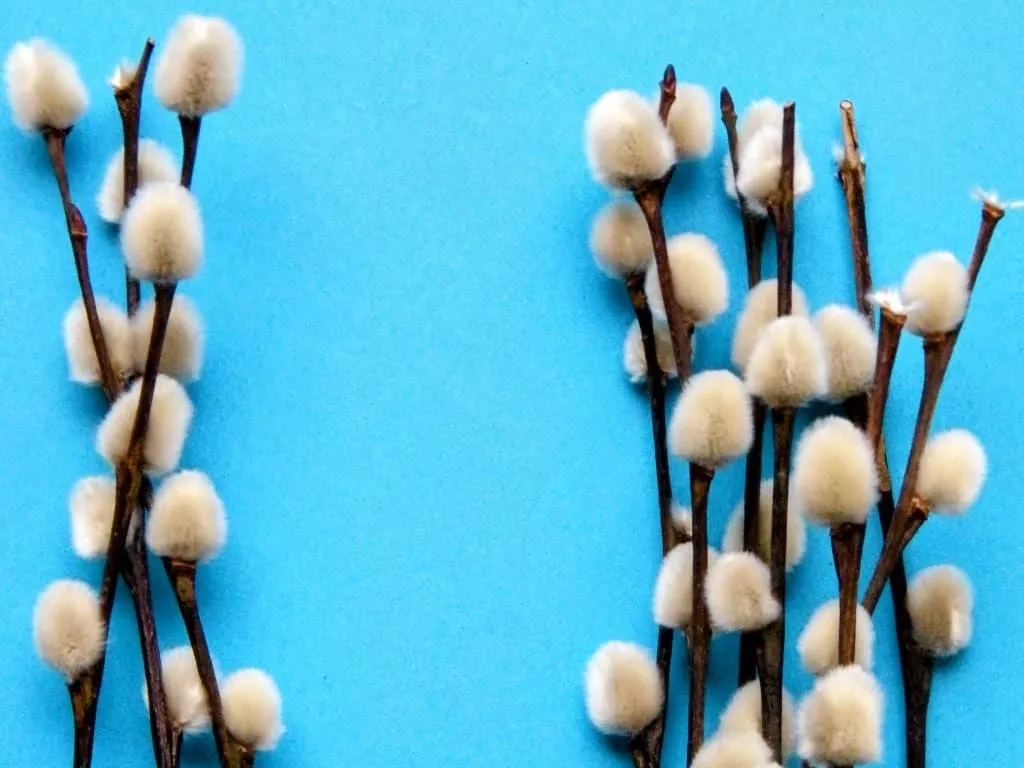 dried pussy willow salix
