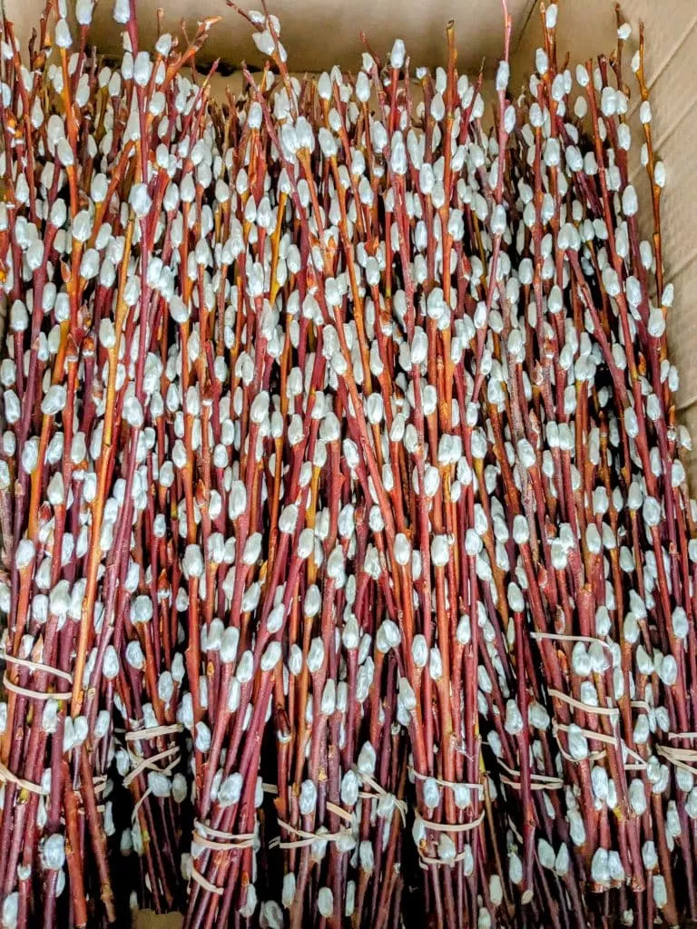 pussy willow fresh salix