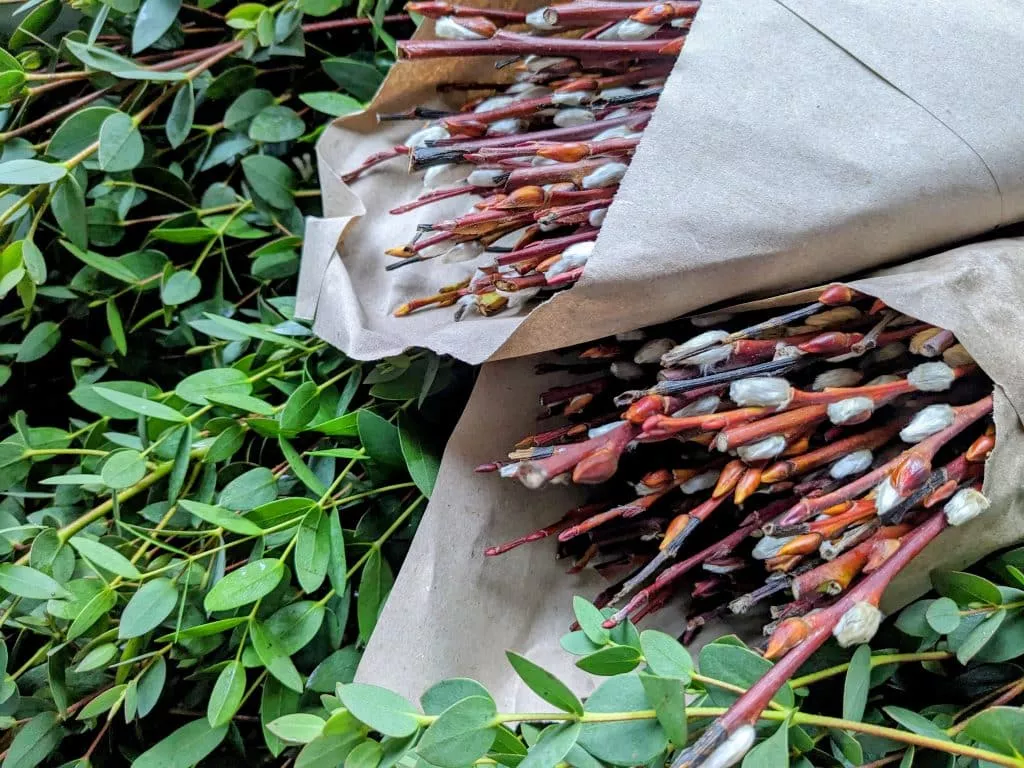 uk pussy willow eucalyptus parvi