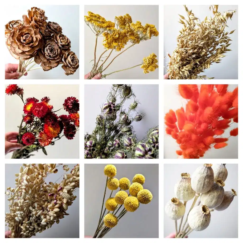 warm dried flower bunches